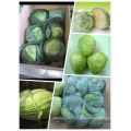 Fresh Cabbage Round Cabbage Wholesale Price From China High Quality